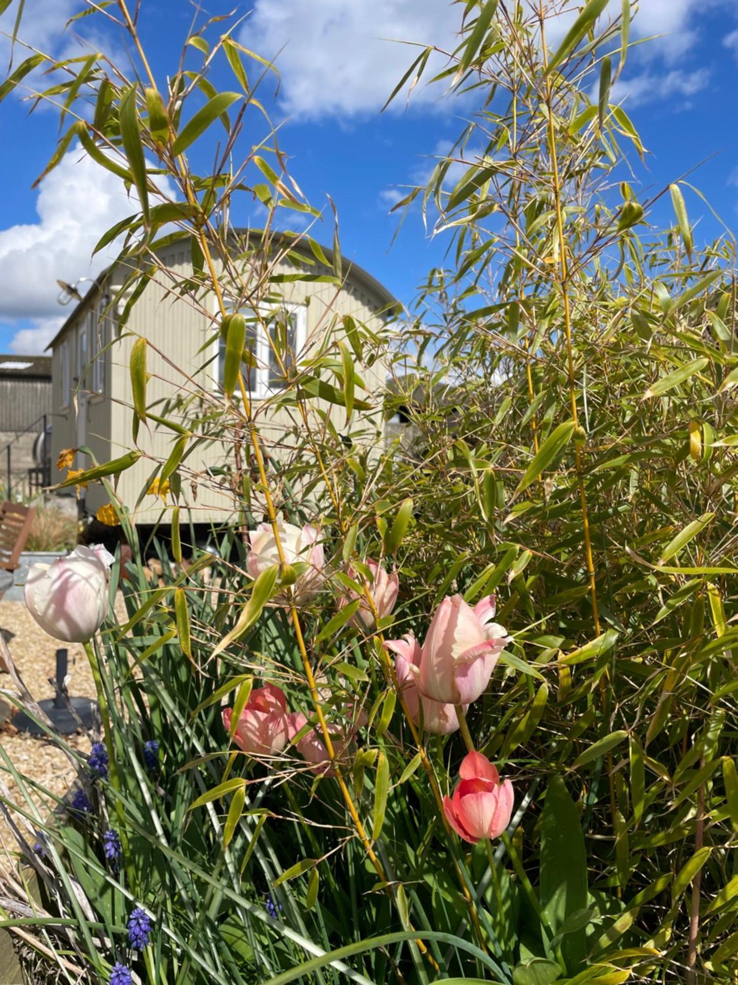 The Shepherd'S Hut Mixbury ภายนอก รูปภาพ